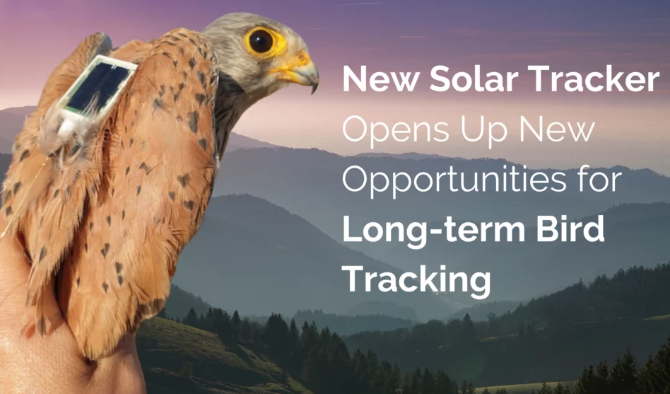 太阳能动物追踪器促进野生动物数据收集