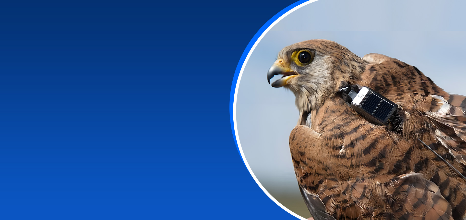 强大的气体电池模块